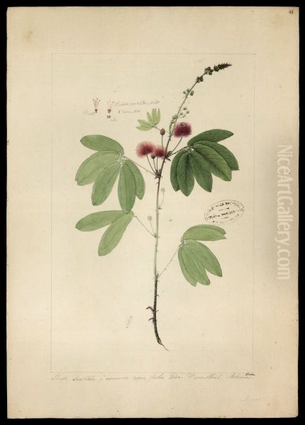 (Mimosa) - view 1
