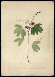 (Mimosa)