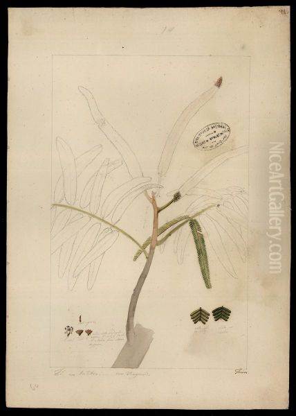 (Mimosa) - view 1