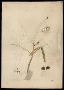 (Mimosa) by Jose Joaquim Freire