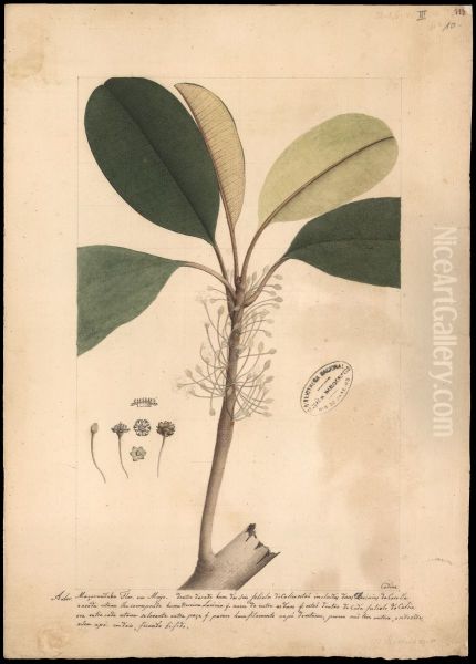 (Mirnusops elata, Allen) - view 1