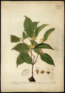 (Mouriri)