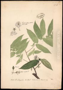 (Muntingia calabura, Linn) by Jose Joaquim Freire
