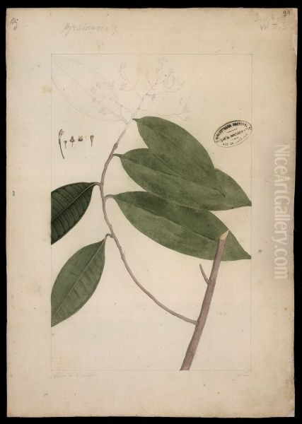 (Myrsinaceae) - view 1