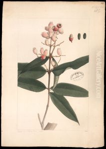 (Myrtacea) by Joaquim Jose Codina