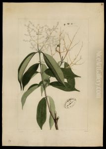 (Myrtacea) by Joaquim Jose Codina