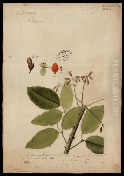 (Myrtacea) - view 1