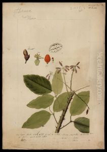 (Myrtacea) by Jose Joaquim Freire