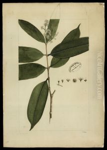 (Myrtacea) by Joaquim Jose Codina
