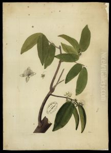 (Myrtacea) by Jose Joaquim Freire
