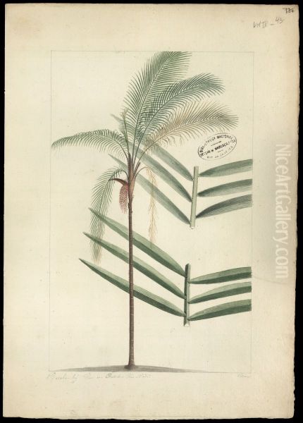 (Oenocarpus bacaba) - view 1