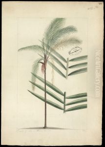 (Oenocarpus bacaba) by Joaquim Jose Codina