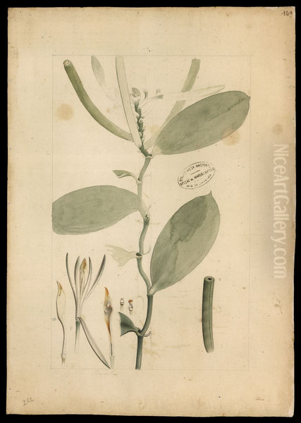 (Orchidea) - view 1