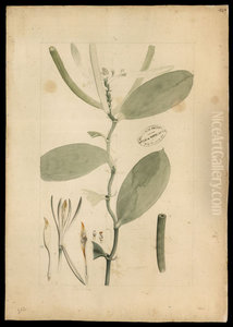 (Orchidea) (Orchidea)