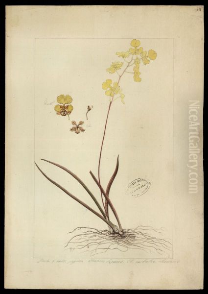 (Orchidea) - view 1