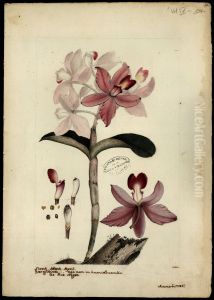 (Orchidea) by Joaquim Jose Codina