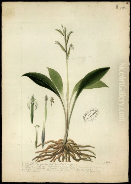 (Orchidea) - view 1
