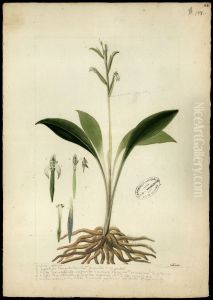 (Orchidea) (Orchidea)