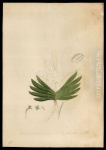(Orchidea) (Orchidea)