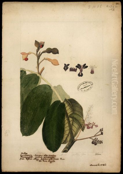 (Ormosia) - view 1