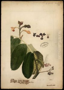(Ormosia) (Ormosia)