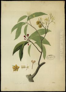 (Ouratea, Sp)