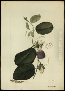 (Passiflora laurifolia, Linn)