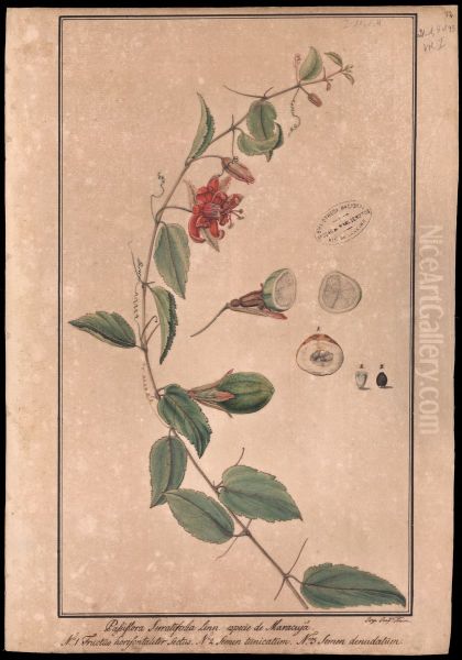 (Passiflora serratifolia, Linn) - view 1