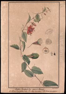 (Passiflora serratifolia, Linn) by Jose Joaquim Freire