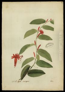 (Passiflora)