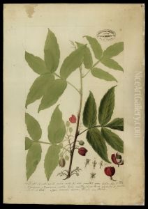 (Paullinia sorbilis, Mart)