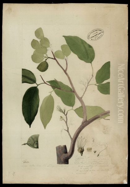 (Peltogyne densiflora, Spr) - view 1