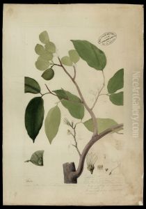 (Peltogyne densiflora, Spr) by Jose Joaquim Freire