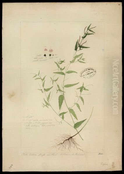 (Phyllanthus) - view 1
