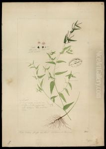 (Phyllanthus)
