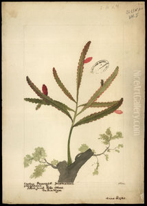 (Phyllocactus) (Phyllocactus)