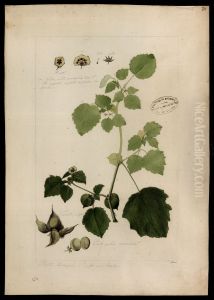 (Physalis) (Physalis)