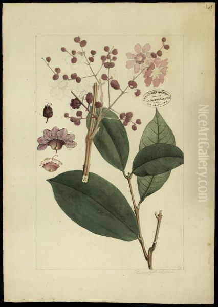 (Physocalyma florida, Pohl) - view 1