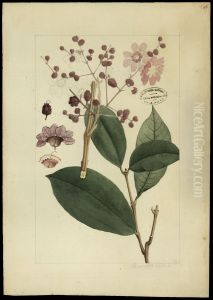 (Physocalyma florida, Pohl) by Joaquim Jose Codina