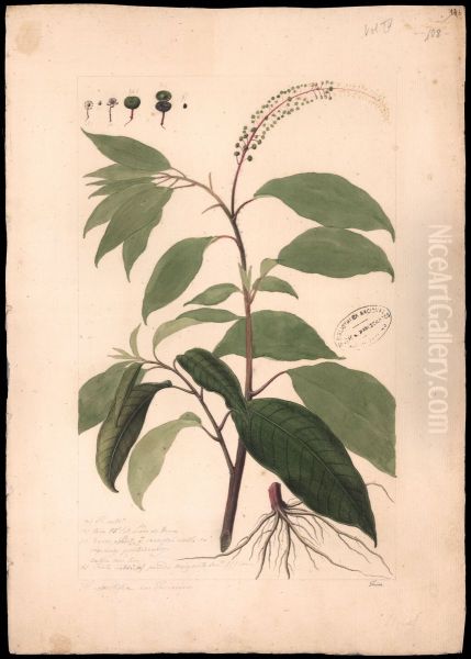 (Phytolacca icosanta, Linn) - view 1