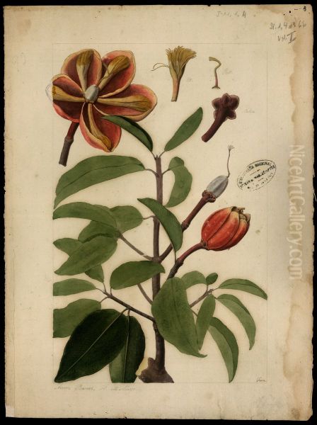 (Platonia insignis) - view 1
