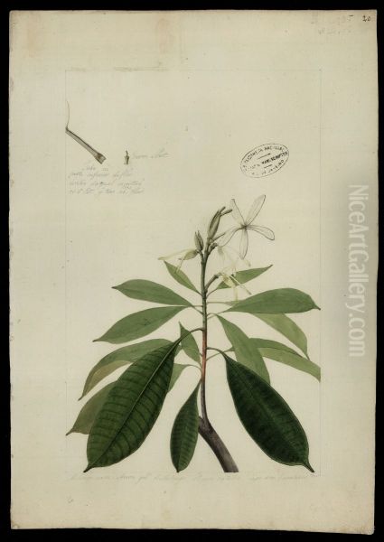 (Plumeria attenuata, Benth) - view 1