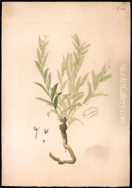(Polygala) - view 1
