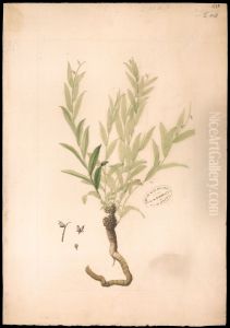 (Polygala) (Polygala)