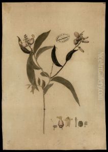 (Polygala) by Jose Joaquim Freire