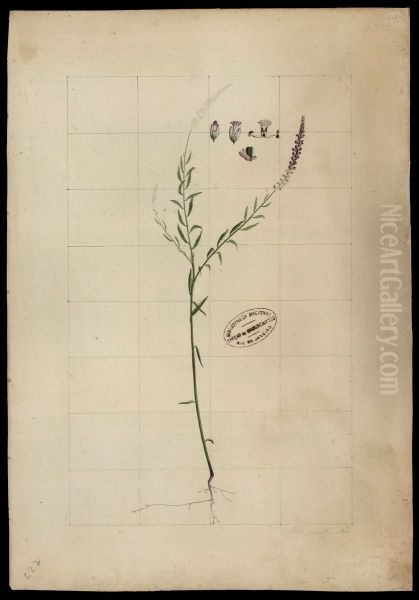 (Polygala) - view 1