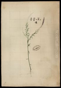 (Polygala) (Polygala)