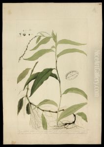 (Polygonum acre) by Joaquim Jose Codina
