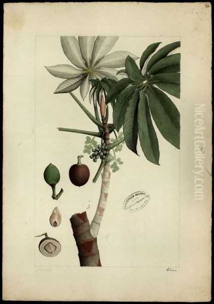 (Ponrrama cecropivefolia) - view 1