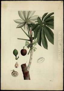 (Ponrrama cecropivefolia) (Ponrrama cecropivefolia)